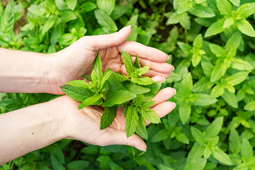 the science of plant life